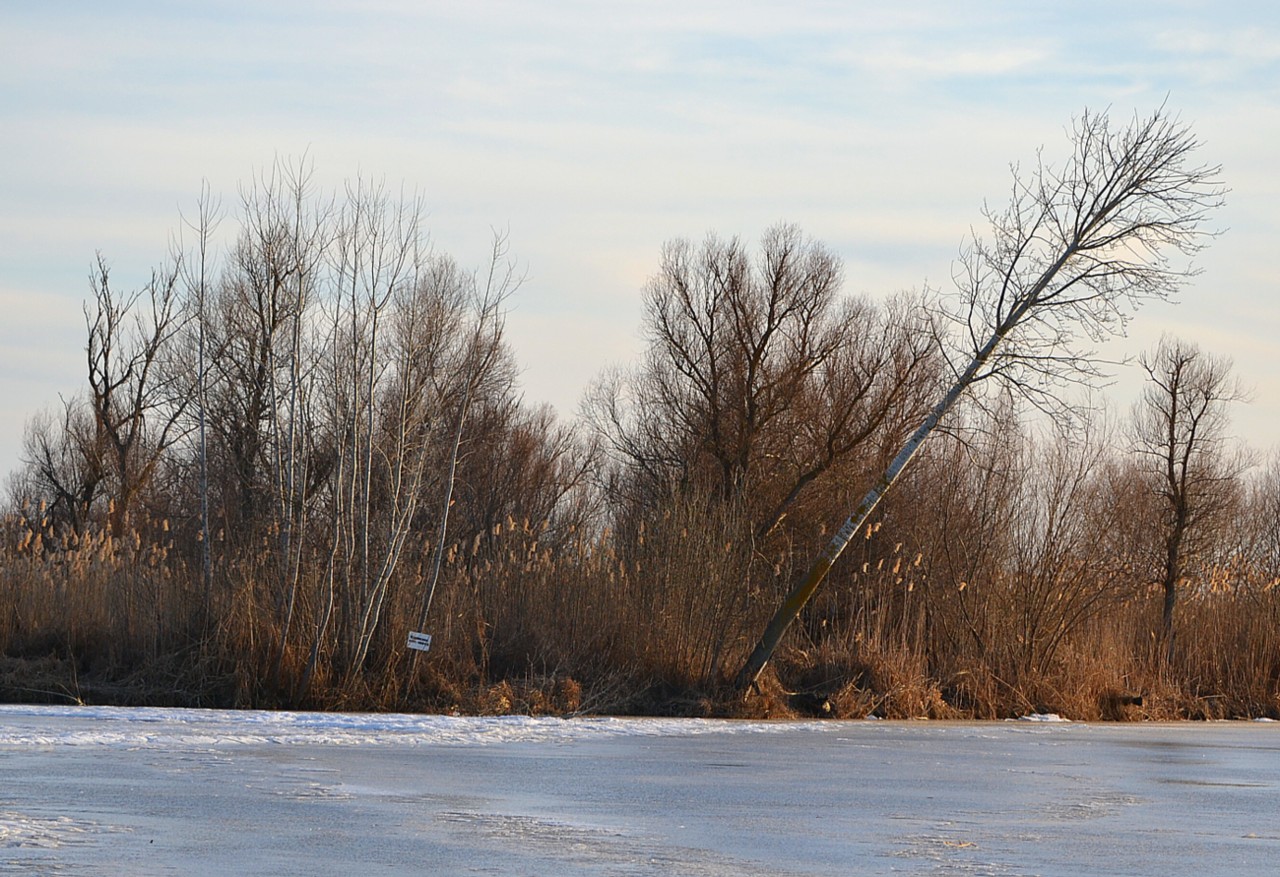 Image of Populus alba specimen.