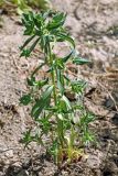 Euphorbia falcata