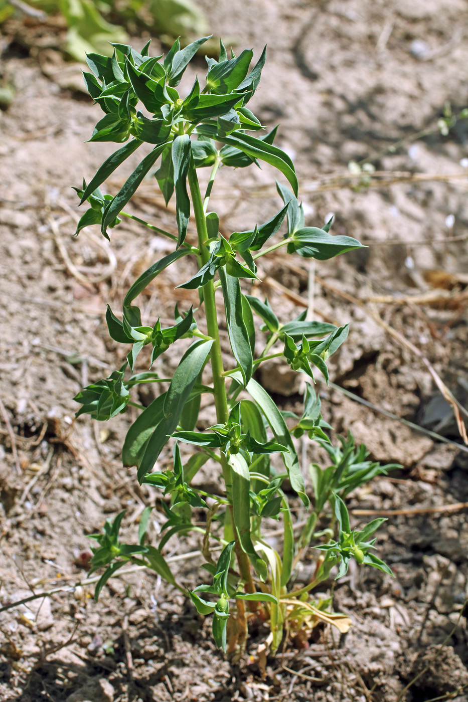 Изображение особи Euphorbia falcata.