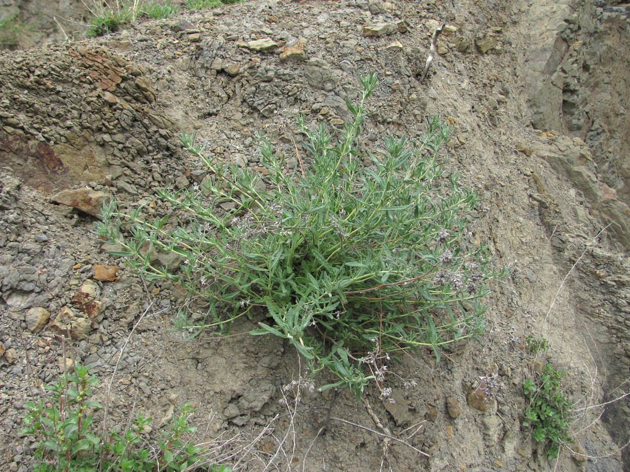 Изображение особи Teucrium capitatum.