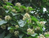 Acer tataricum. Соцветия и листья. Украина, г. Киев, Южная Борщаговка, ул. Симиренко. 21 мая 2010 г.