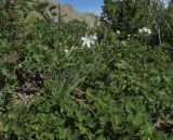 Anthericum liliago. Цветущие растения среди веток Cotinus coggygria и розетки Asphodeline taurica. Крым, окр. Феодосии, гора Эчкидаг, каменистая осыпь. 30 мая 2018 г.