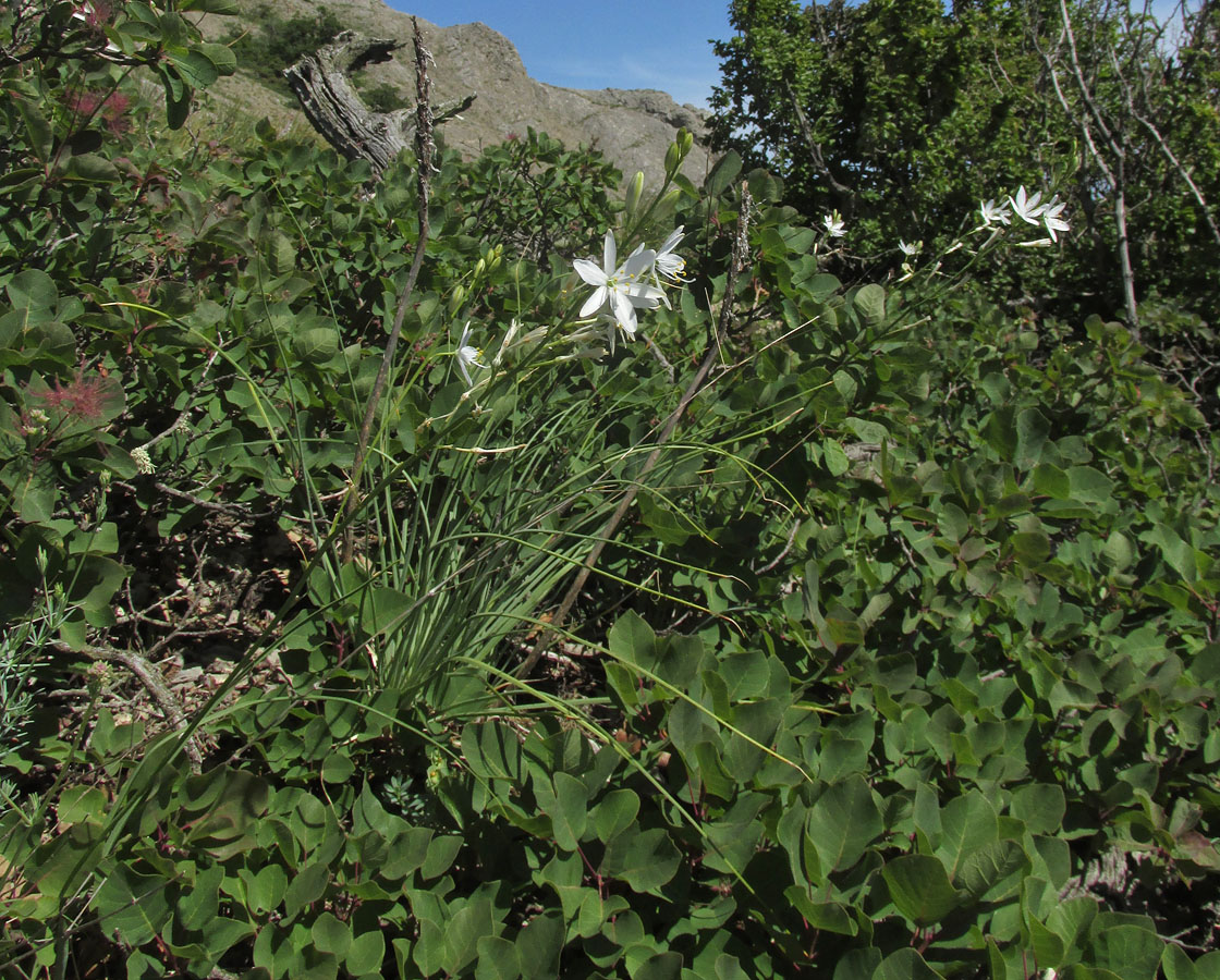 Изображение особи Anthericum liliago.