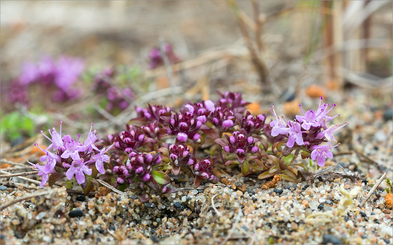 Изображение особи Thymus subarcticus.