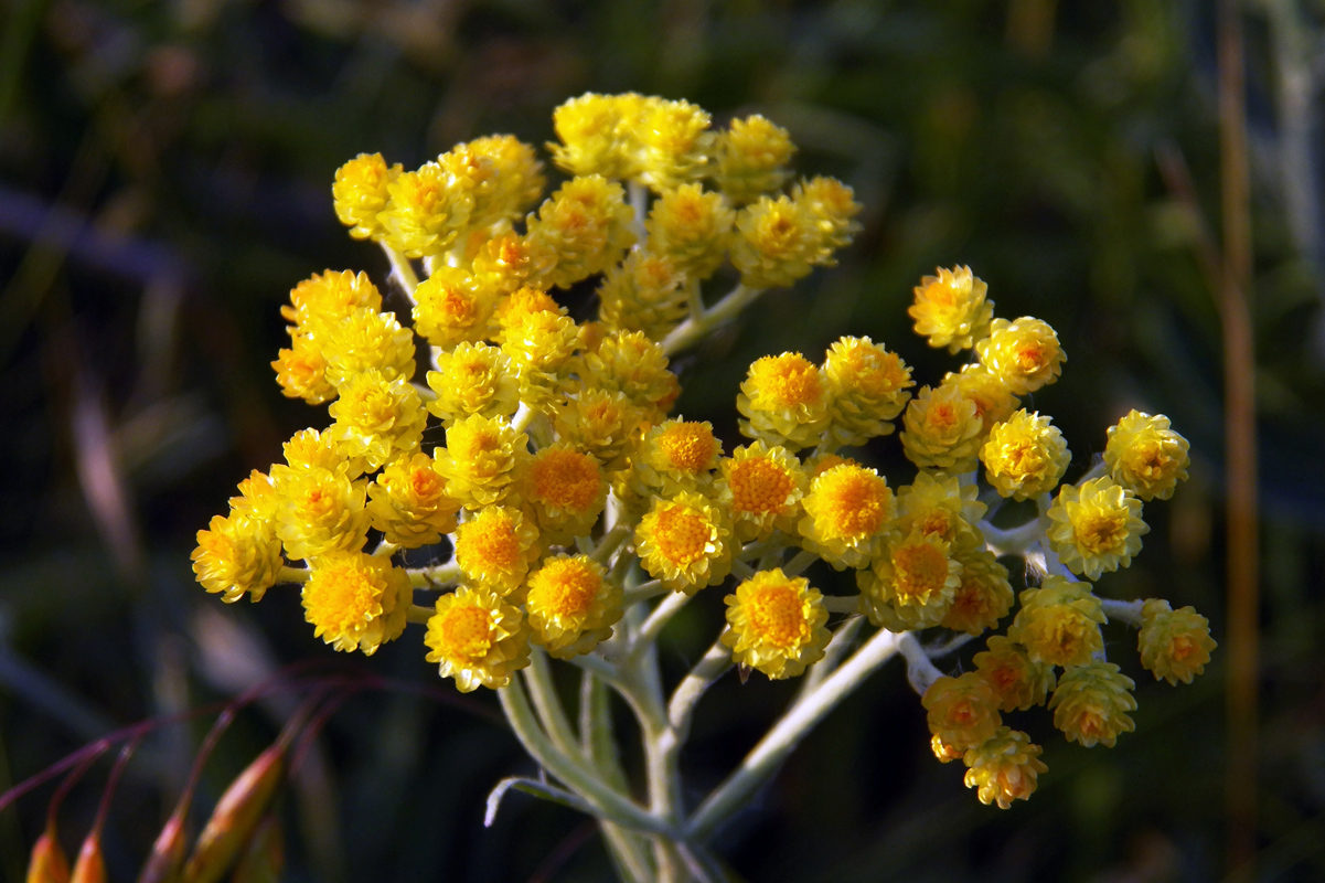 Изображение особи Helichrysum arenarium.