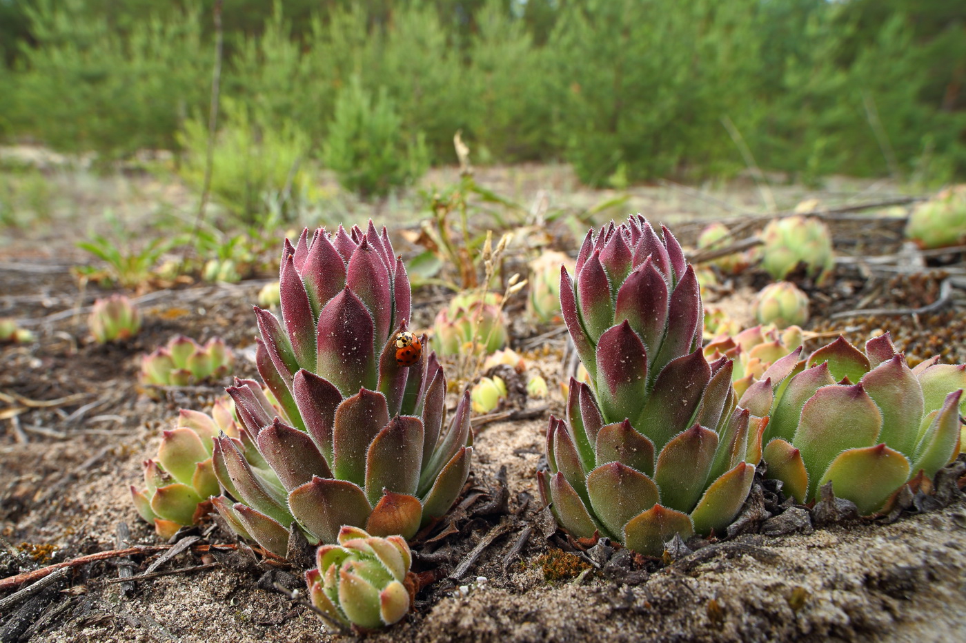 Изображение особи Sempervivum ruthenicum.