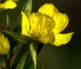 genus Oenothera. Цветок. Владимирская обл., Ковровский р-н, окр. дер. Митино, обочина дороги в сосновом лесу. 30.06.2018.