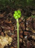 Arum amoenum