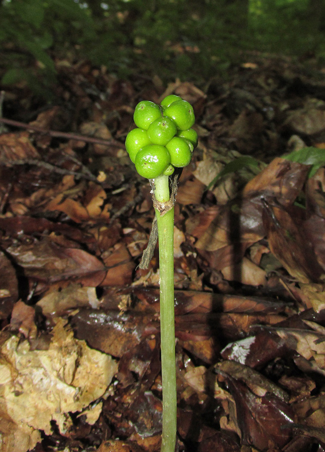 Изображение особи Arum amoenum.