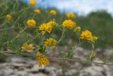 Medicago falcata. Часть веточки с соцветиями. Псковская обл., Псковский р-н, окр. погоста Выбуты, берег р. Великая, на бровке известнякового обрыва. 26.06.2018.