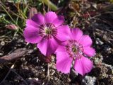 Dianthus repens