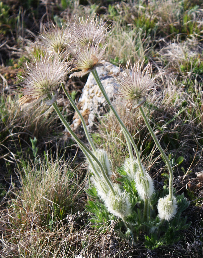 Image of Pulsatilla taurica specimen.