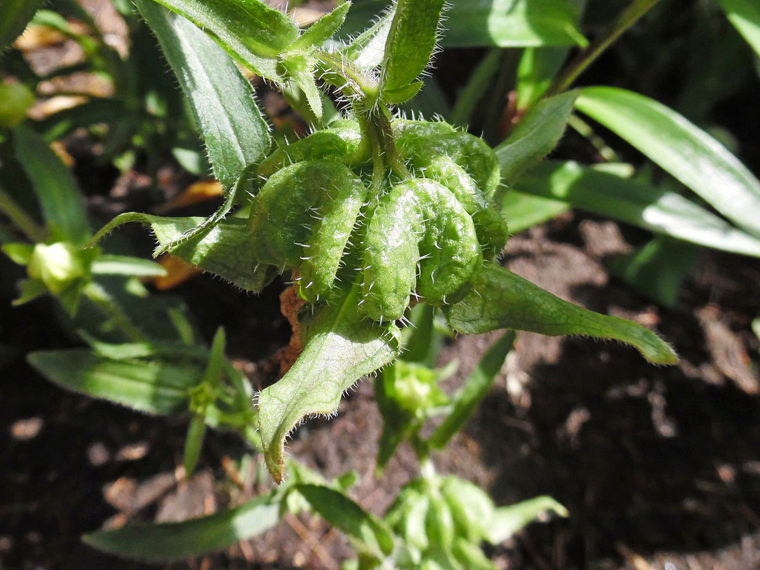 Image of Campanula medium specimen.