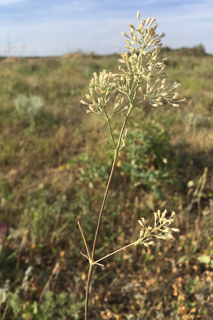 Image of Silene wolgensis specimen.