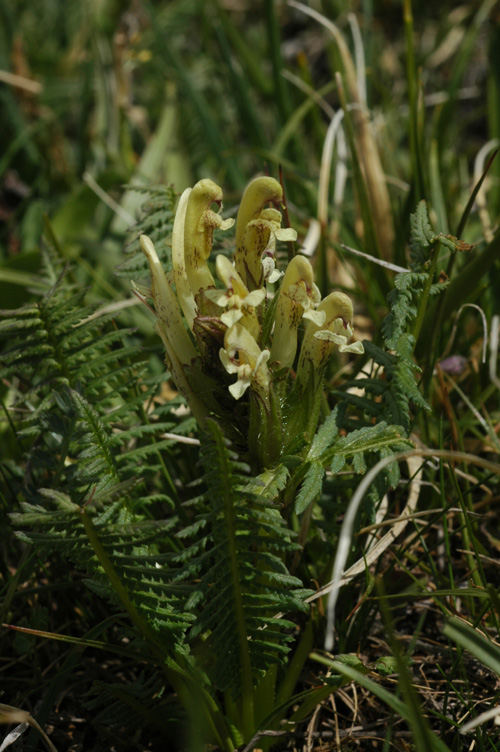Image of Pedicularis pubiflora specimen.