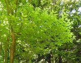 Acer carpinifolium