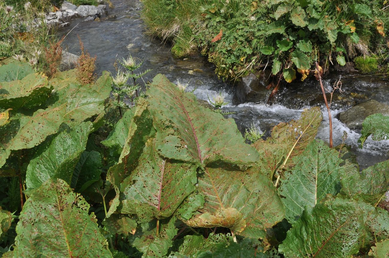 Image of Rumex alpinus specimen.