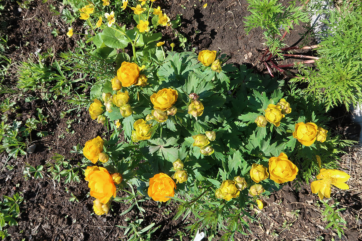 Изображение особи Trollius ircuticus.