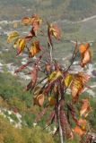 Cercis siliquastrum