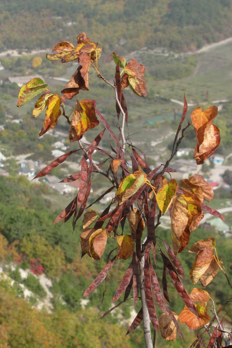 Image of Cercis siliquastrum specimen.