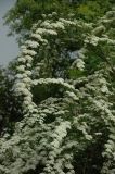 Image of taxon representative. Author is Владимир Эпиктетов