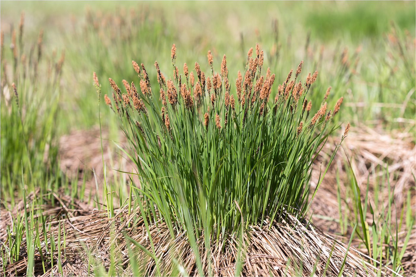 Image of Carex cespitosa specimen.