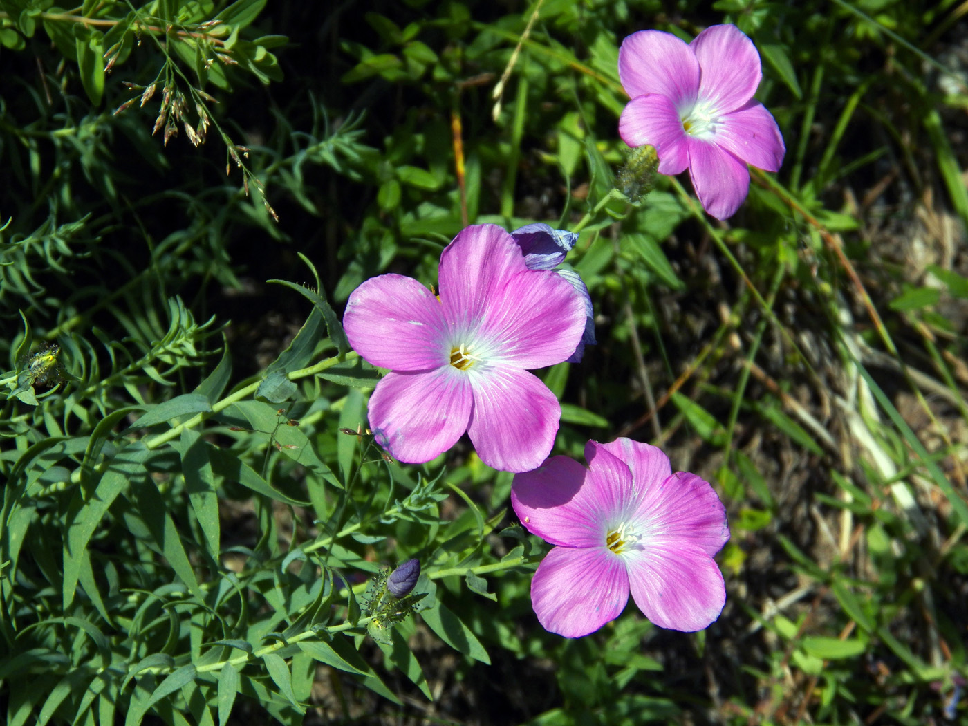 Image of Linum olgae specimen.