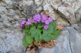 Primula minkwitziae