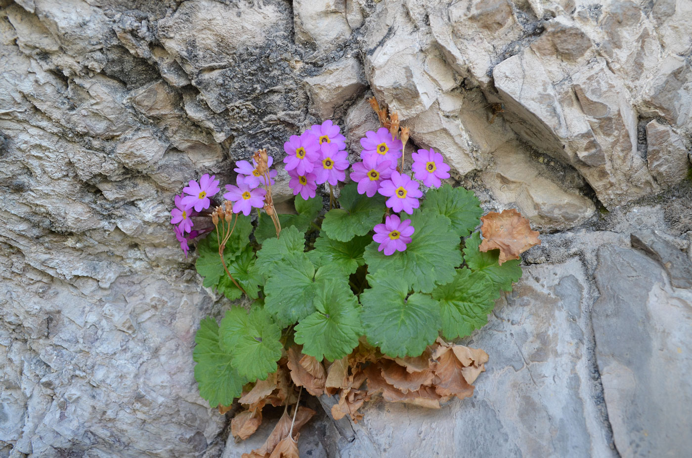 Image of Primula minkwitziae specimen.