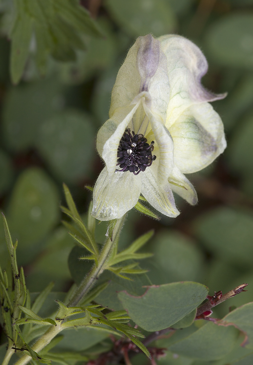 Изображение особи род Aconitum.