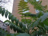 Ailanthus altissima. Верхушка побега. Тверская обл., г. Тверь, Заволжский р-н, возле многоэтажки, в культуре. 20 октября 2018 г.