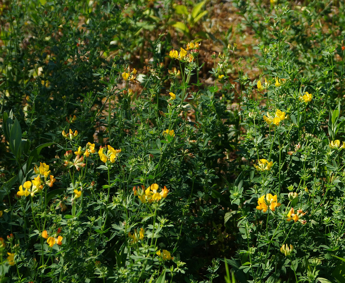 Image of Lotus corniculatus specimen.