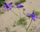 Delphinium consolida