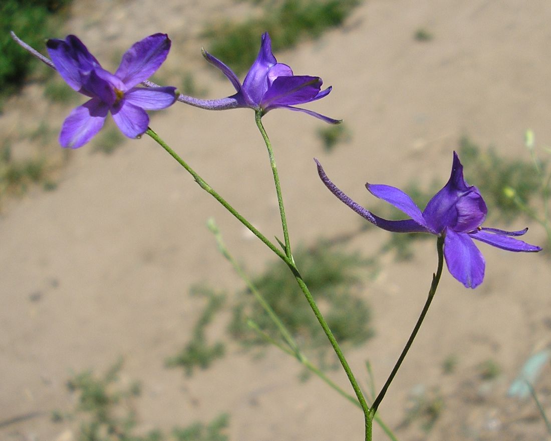 Изображение особи Delphinium consolida.