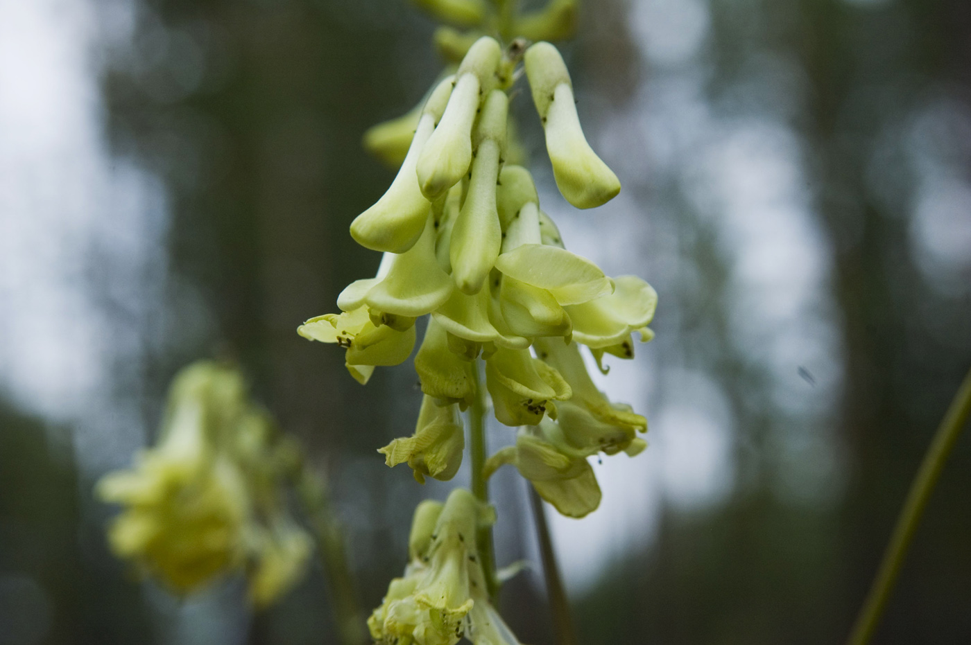 Image of Astragalus membranaceus specimen.