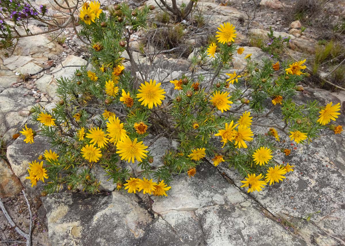 Image of Heterolepis aliena specimen.