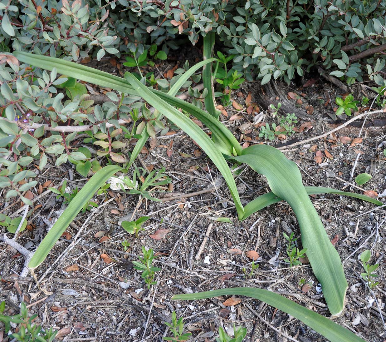 Image of Allium neapolitanum specimen.