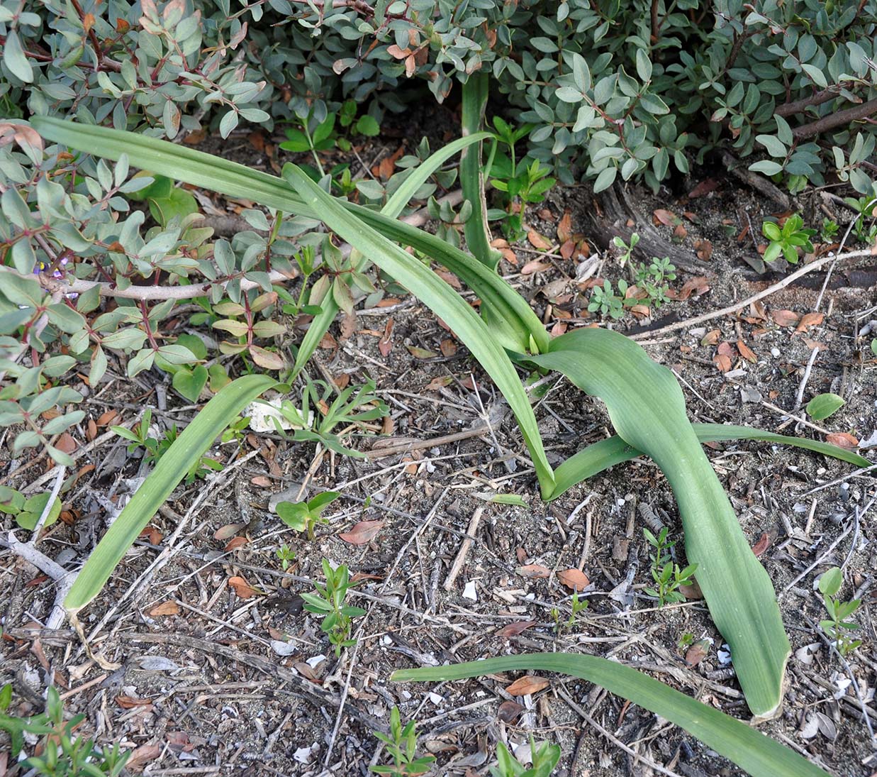 Изображение особи Allium neapolitanum.