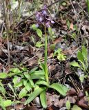 Anacamptis morio ssp. syriaca