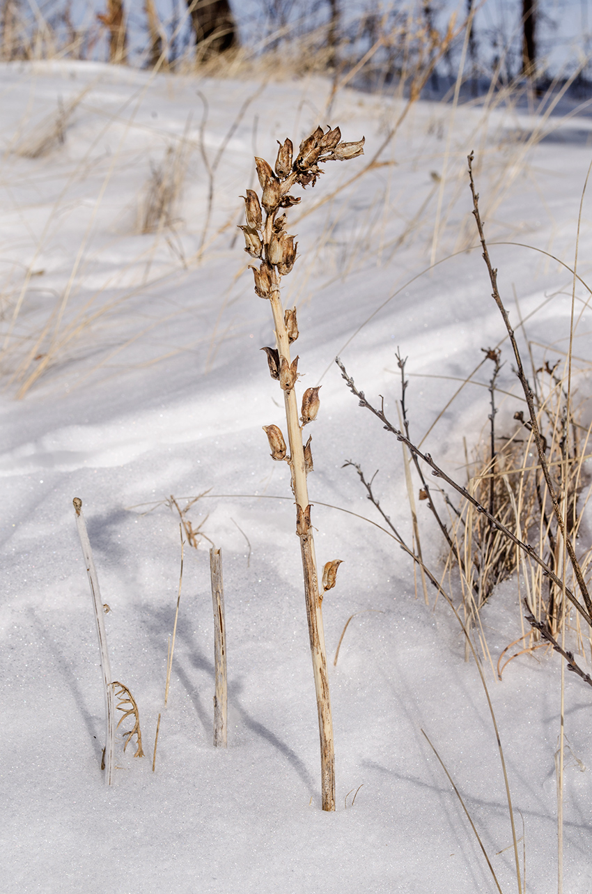 Image of genus Pedicularis specimen.