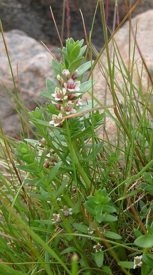 Image of Glaux maritima specimen.