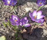 род Crocus