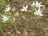 Ornithogalum navaschinii