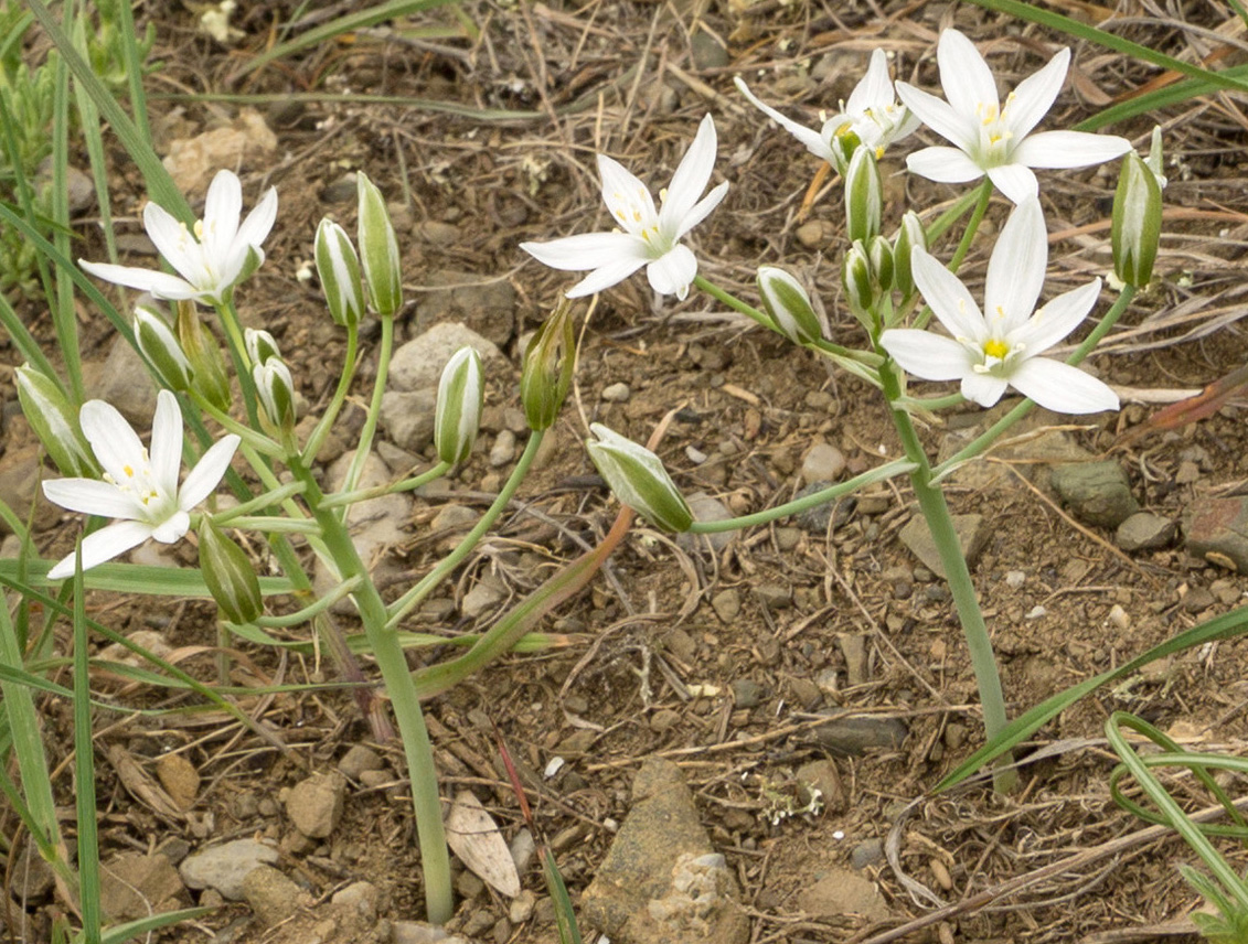 Изображение особи Ornithogalum navaschinii.