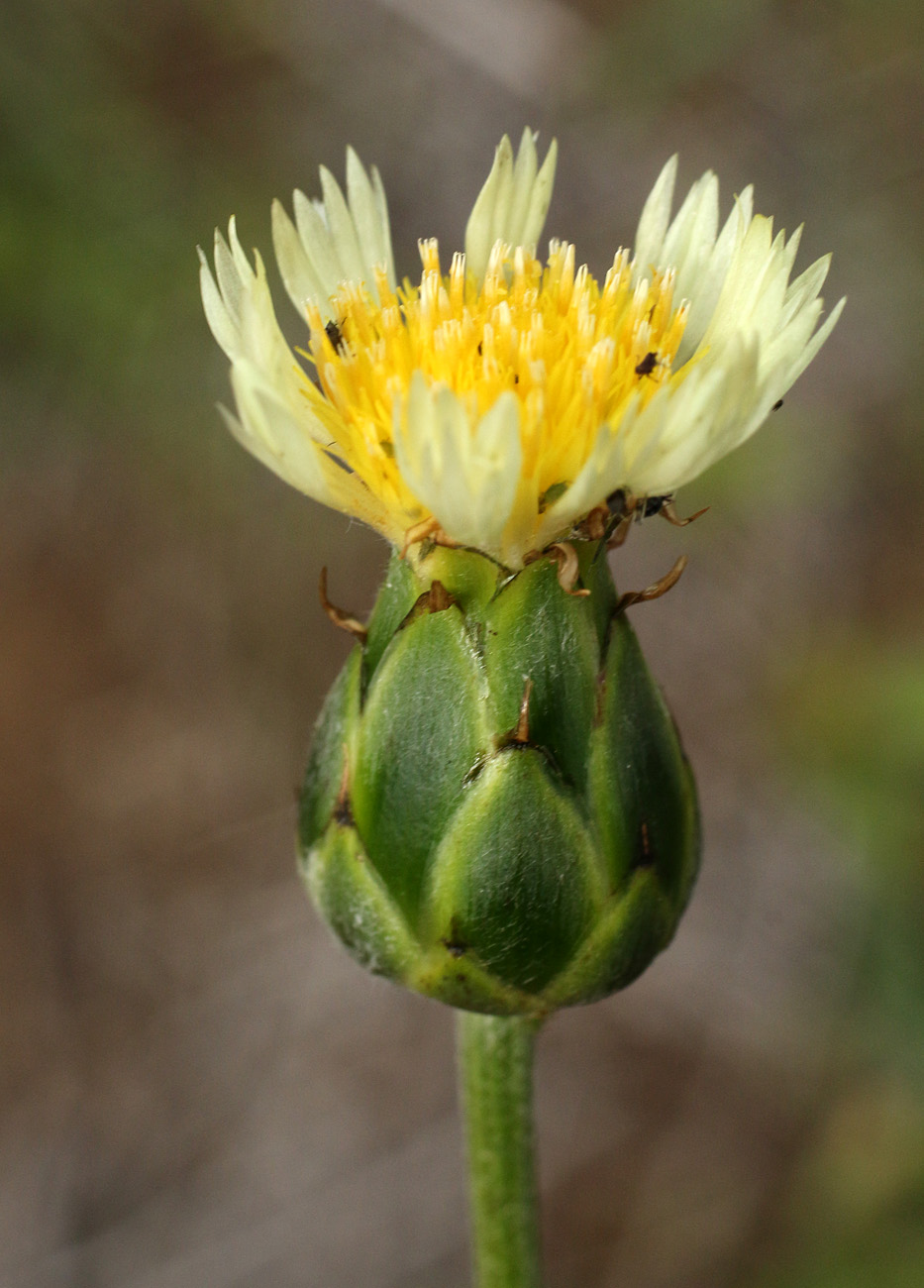 Image of Amberboa turanica specimen.