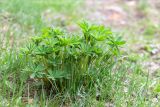 Lupinus × regalis. Вегетирующее растение. Тверская обл., Весьегонский р-н, окр. дер. Противье, берег р. Ламь, разнотравно-злаковый луг. 09.05.2019.