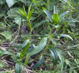 Gentiana cruciata
