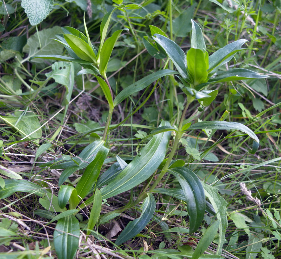 Изображение особи Gentiana cruciata.