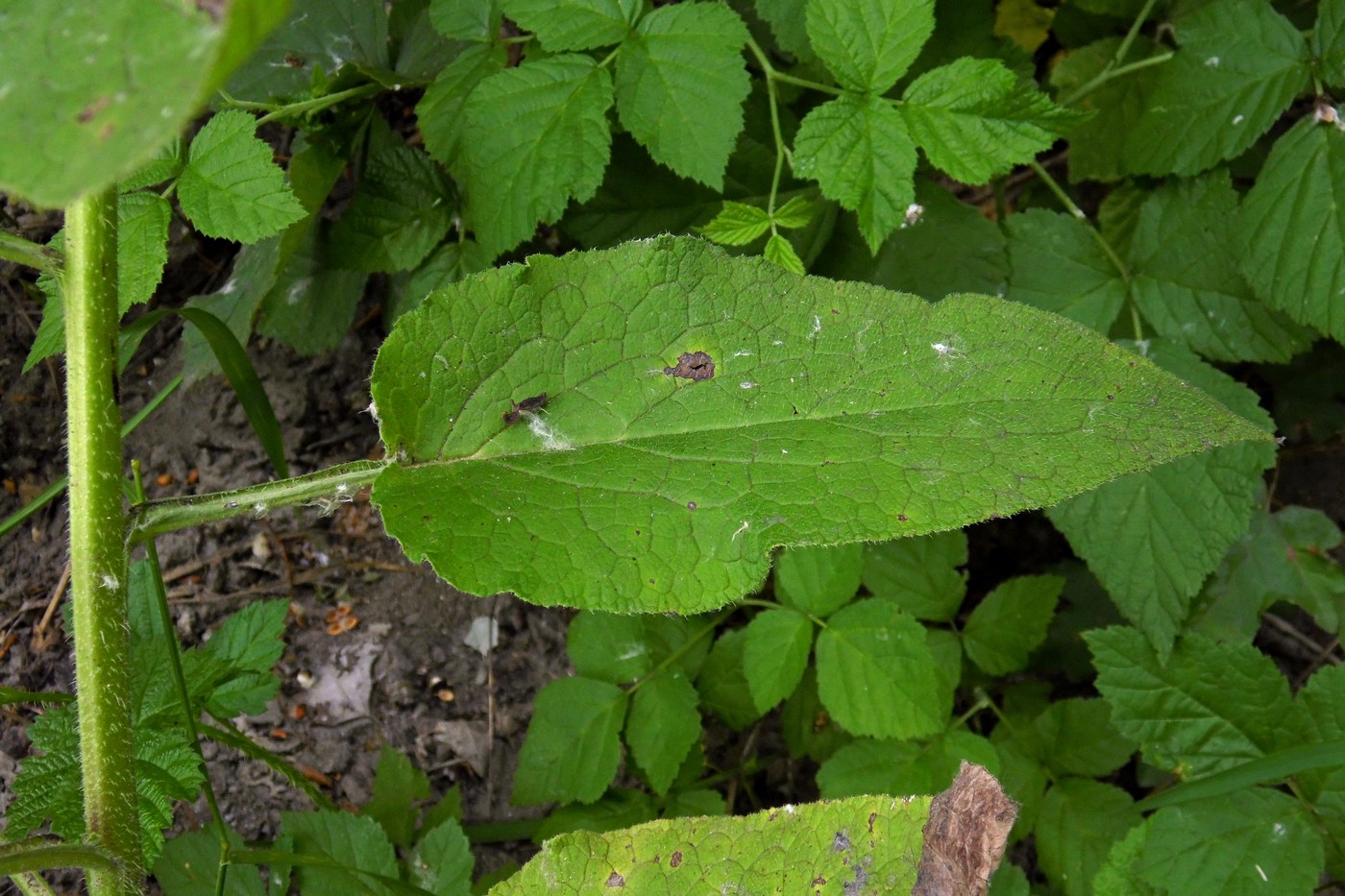 Изображение особи Symphytum asperum.