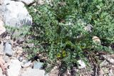 Astragalus aksaricus